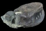 Hadrosaur (Maiasaura) Vertebra With Metal Stand - Montana #94056-7